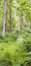 Landscape view of a hardwood tree forest in summer. Deserted and secluded woodland used for adventure and walking for Royalty Free Stock Photo