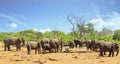 Landscape view of a herd of African Elephants relaxing on the dry African Svannah with a bushveld background and blue cloudy sky