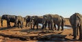 Large herd of elephants congregate near a small waterhole with a small log pile in the foreground