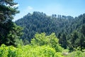 Landscape view of the hill and the forest