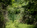 Landscape view of the Japanese forest and wetland in Fujisawa, Japan. Royalty Free Stock Photo