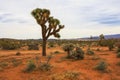 Landscape view of Joshua Tree National Park, California, United States. Royalty Free Stock Photo