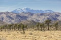 Joshua Tree National Park Landscape Royalty Free Stock Photo