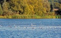 A landscape view of a lake in the Kent countryside with trees and sky in the background . Royalty Free Stock Photo