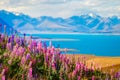 Landscape view of Lake Tekapo, flowers and mountains, New Zealand Royalty Free Stock Photo