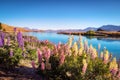 Landscape view of Lake Tekapo, mountains and lupin flowers