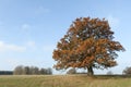 A landscape view of a large magnificent Oak Tree in the UK in autumn colors. Royalty Free Stock Photo