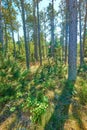 Landscape view of lush, green and remote coniferous forest in environmental nature reserve. Pine, fir or cedar trees