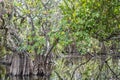 Landscape view of the mangroves in Everglades National Park in Florida Royalty Free Stock Photo