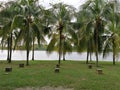 Landscape view of many coconut trees at the lakeside Anjung Floria Presint 4 Putrajaya. Nature and environmental concepts Royalty Free Stock Photo