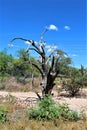 Landscape view of, Maricopa County, Rio Verde, Arizona Royalty Free Stock Photo