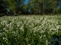 Landscape view of a meadow full of colony of white flowers - Northern bedstraw Galium boreale in summer in sunlight Royalty Free Stock Photo