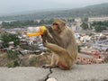 Landscape view of monkey . Monkey drinks soft drink