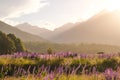 Landscape view of mountain range with lupine flowers at sunset