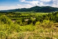 Landscape view of the mountain river with green vegetation trees bushes and grass and blue sky in summer Royalty Free Stock Photo