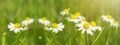 Landscape view, nature view, flower background close up, banner panorama - Wonderful fresh green spring meadow, summer meadow with Royalty Free Stock Photo