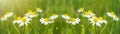 Landscape view, nature view, flower background close up, banner panorama - Wonderful fresh green spring meadow, summer meadow with Royalty Free Stock Photo