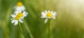 Landscape view, nature view, flower background close up, banner panorama - Wonderful fresh green spring meadow, summer meadow with Royalty Free Stock Photo