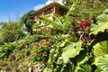 Landscape view near Concord Falls on the Island Of Grenada, Lesser Antilles