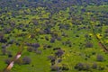 Landscape view of oak trees at spring in the Golan Heights Israel