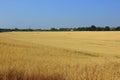 North Kent farmland