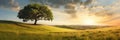 Landscape view of one big tree on the top of the hill with green grass on a hillside with blue sky and clouds in the background. Royalty Free Stock Photo