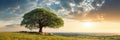 Landscape view of one big tree on the top of the hill with green grass on a hillside with blue sky and clouds in the background. Royalty Free Stock Photo