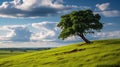 Landscape view of one big tree on the top of the hill with green grass on a hillside with blue sky and clouds in the background. Royalty Free Stock Photo