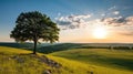 Landscape view of one big tree on the top of the hill with green grass on a hillside with blue sky and clouds in the background. Royalty Free Stock Photo