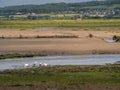 View over Horsey Island, Braunton Marsh, Devon, UK at low tide, photo taken from South West Coastal Path.