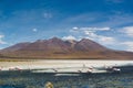 Laguna Hedionda - saline lake with pink flamingos Royalty Free Stock Photo