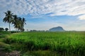 Landscape view of paddy fields,coconut tree,mountain and dramatic blue sky Royalty Free Stock Photo