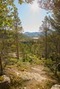 Landscape view of pine, fir or cedar trees growing in quiet mystical woods in Norway. Lush green leaves in a wild