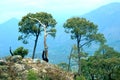 Landscape view of Pine Forest palampur himachal pradesh india 06