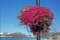 A landscape view of a pink Surfina flower with long vines hanging on a pole. A beautiful image of a cityside street with