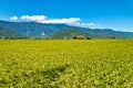 Field scenery in Taitung, Taiwan