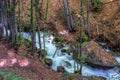 Landscape view of a river in the forest, trees around