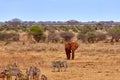 Landscape view in safari. Kenya in Africa, elephants and zebras on the savannah with the trees Royalty Free Stock Photo