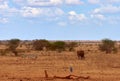 Landscape view in safari. Kenya in Africa, elephants and zebras on the savannah with the trees Royalty Free Stock Photo