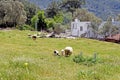 A grassy field with sheep and lambs grazing Royalty Free Stock Photo