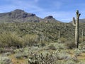 Landscape view of the Sonoran Desert with cactus in Cave Cree, Arizona