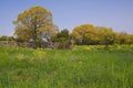 Landscape view of spring in the Golan Heights Israel