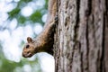 Landscape view of a squirrel upside down on a tree Royalty Free Stock Photo