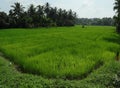 Landscape view of a Sri Lankan Paddy field