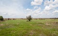 landscape with a view of the steppe. blue sky and green lush grass, steppe views