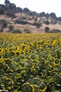 Landscape view of a sunflower field Royalty Free Stock Photo