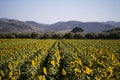 Landscape view of a sunflower field Royalty Free Stock Photo