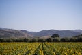 Landscape view of a sunflower field Royalty Free Stock Photo