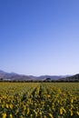 Landscape view of a sunflower field Royalty Free Stock Photo