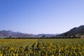 Landscape view of a sunflower field Royalty Free Stock Photo